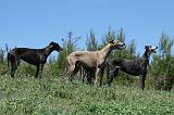 GREYHOUND 135